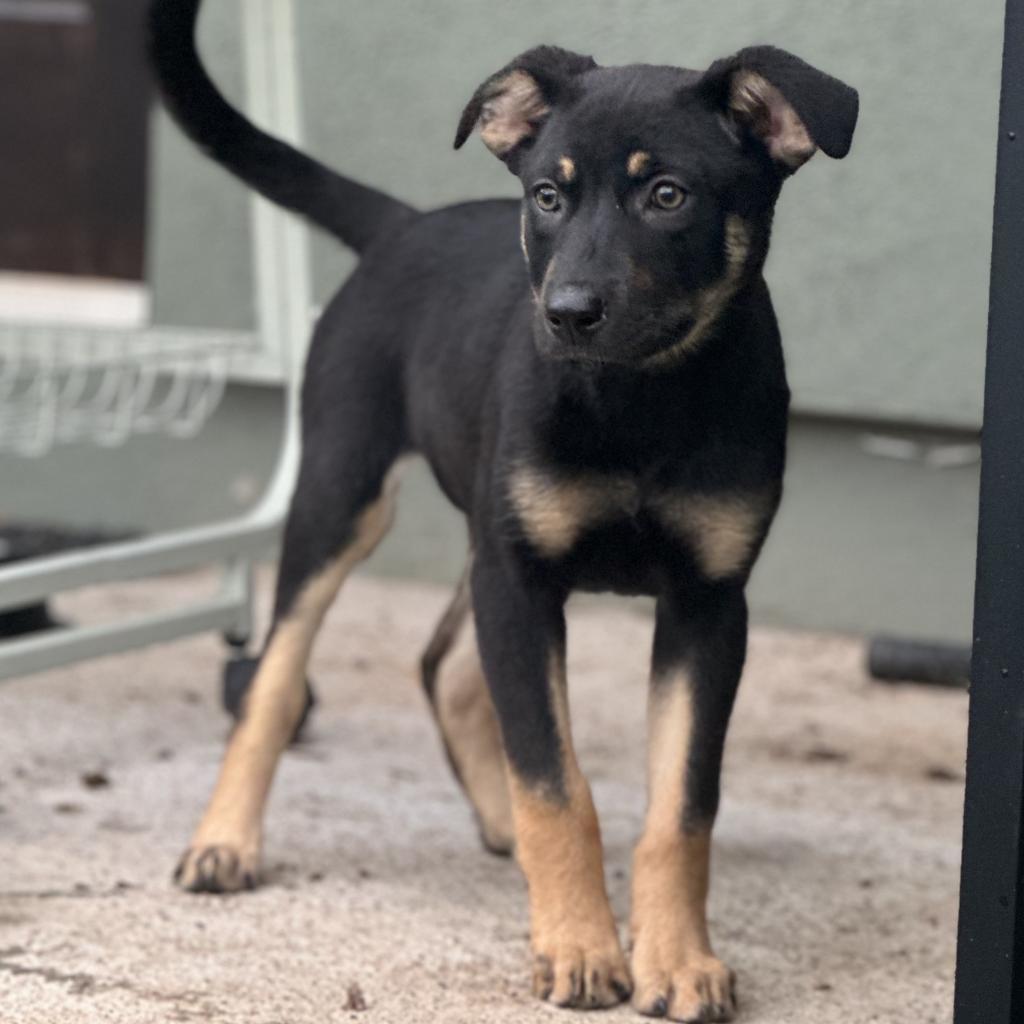 Magnolia, an adoptable German Shepherd Dog, Cattle Dog in Phoenix, AZ, 85086 | Photo Image 2