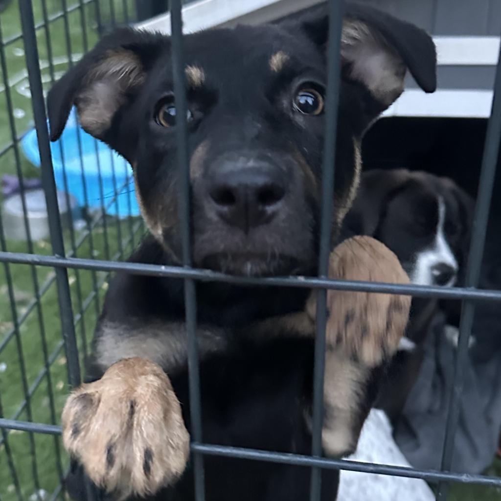 Magnolia, an adoptable German Shepherd Dog, Cattle Dog in Phoenix, AZ, 85086 | Photo Image 3