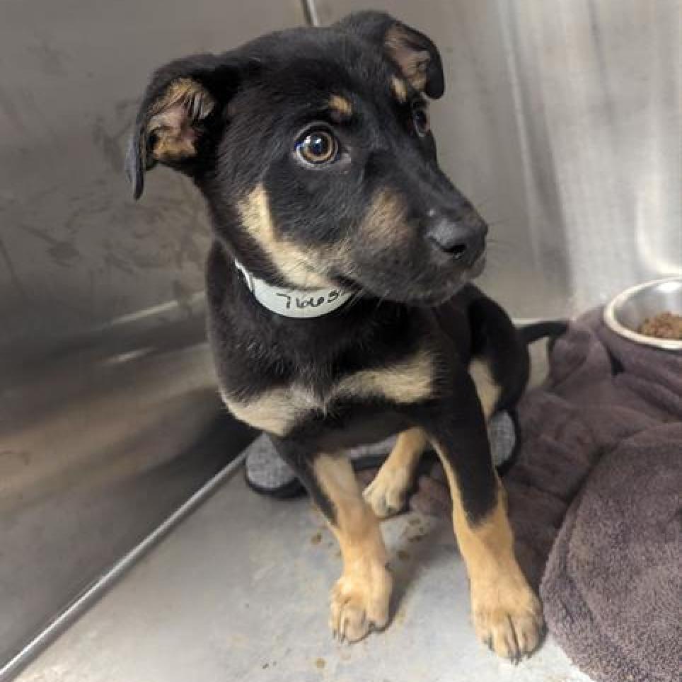Magnolia, an adoptable German Shepherd Dog, Cattle Dog in Phoenix, AZ, 85086 | Photo Image 4