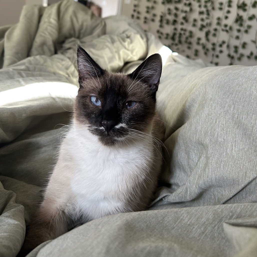 Thumbelina, an adoptable Domestic Short Hair in Phoenix, AZ, 85086 | Photo Image 1