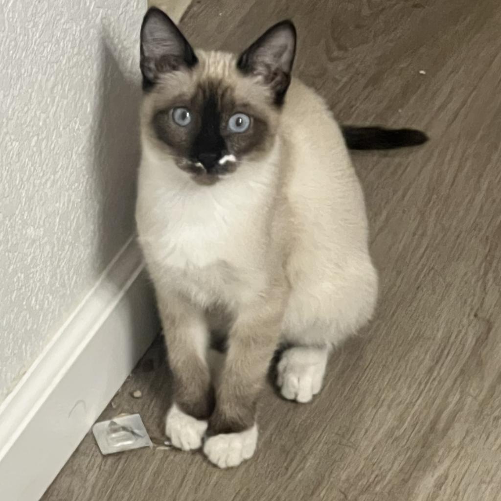 Thumbelina, an adoptable Domestic Short Hair in Phoenix, AZ, 85086 | Photo Image 2