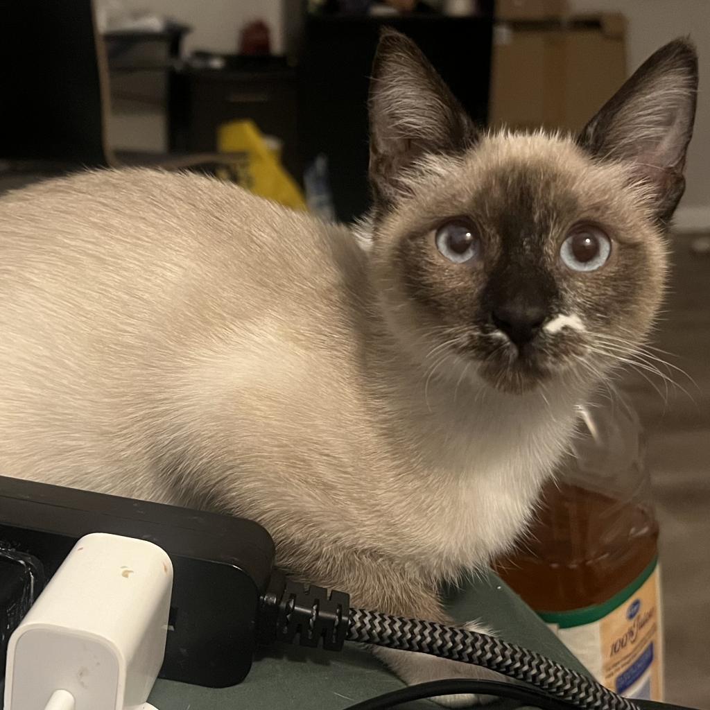 Thumbelina, an adoptable Domestic Short Hair in Phoenix, AZ, 85086 | Photo Image 4