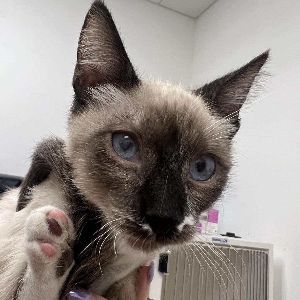 Thumbelina, an adoptable Domestic Short Hair in Phoenix, AZ, 85086 | Photo Image 5