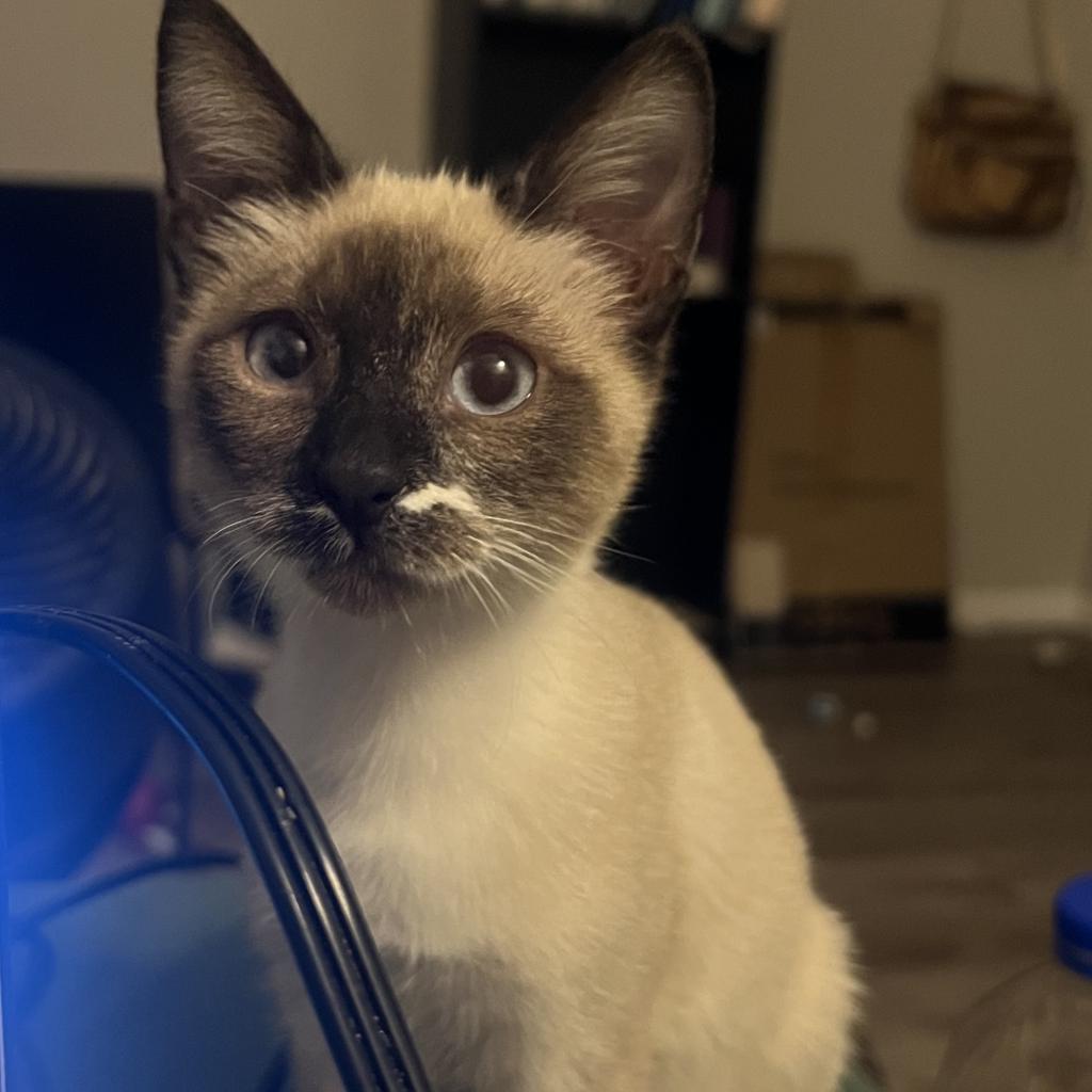 Thumbelina, an adoptable Domestic Short Hair in Phoenix, AZ, 85086 | Photo Image 6