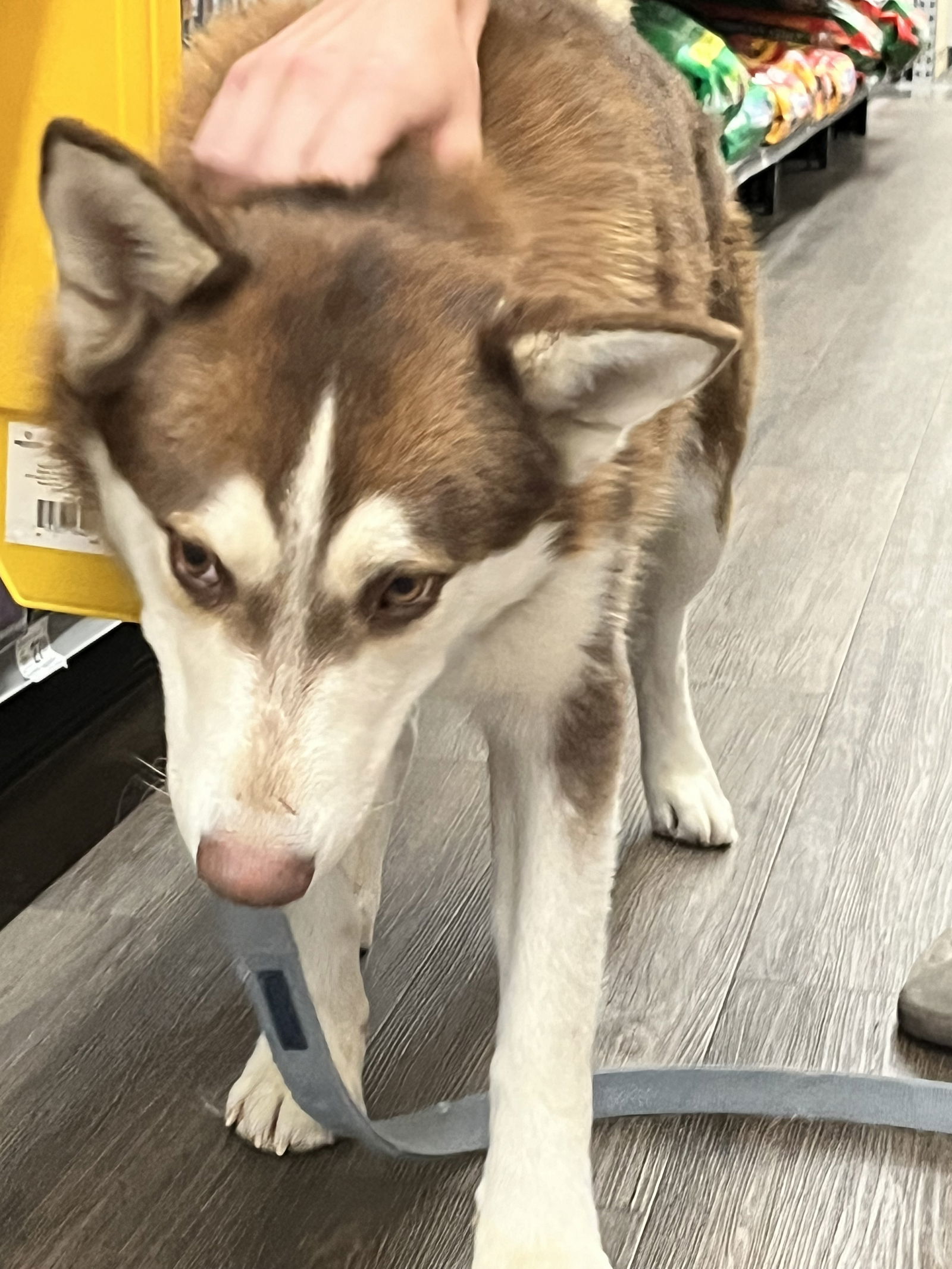 Oliver(Olly), an adoptable Siberian Husky in Cedar Crest, NM, 87008 | Photo Image 1