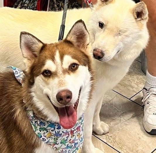 Oliver(Olly), an adoptable Siberian Husky in Cedar Crest, NM, 87008 | Photo Image 1