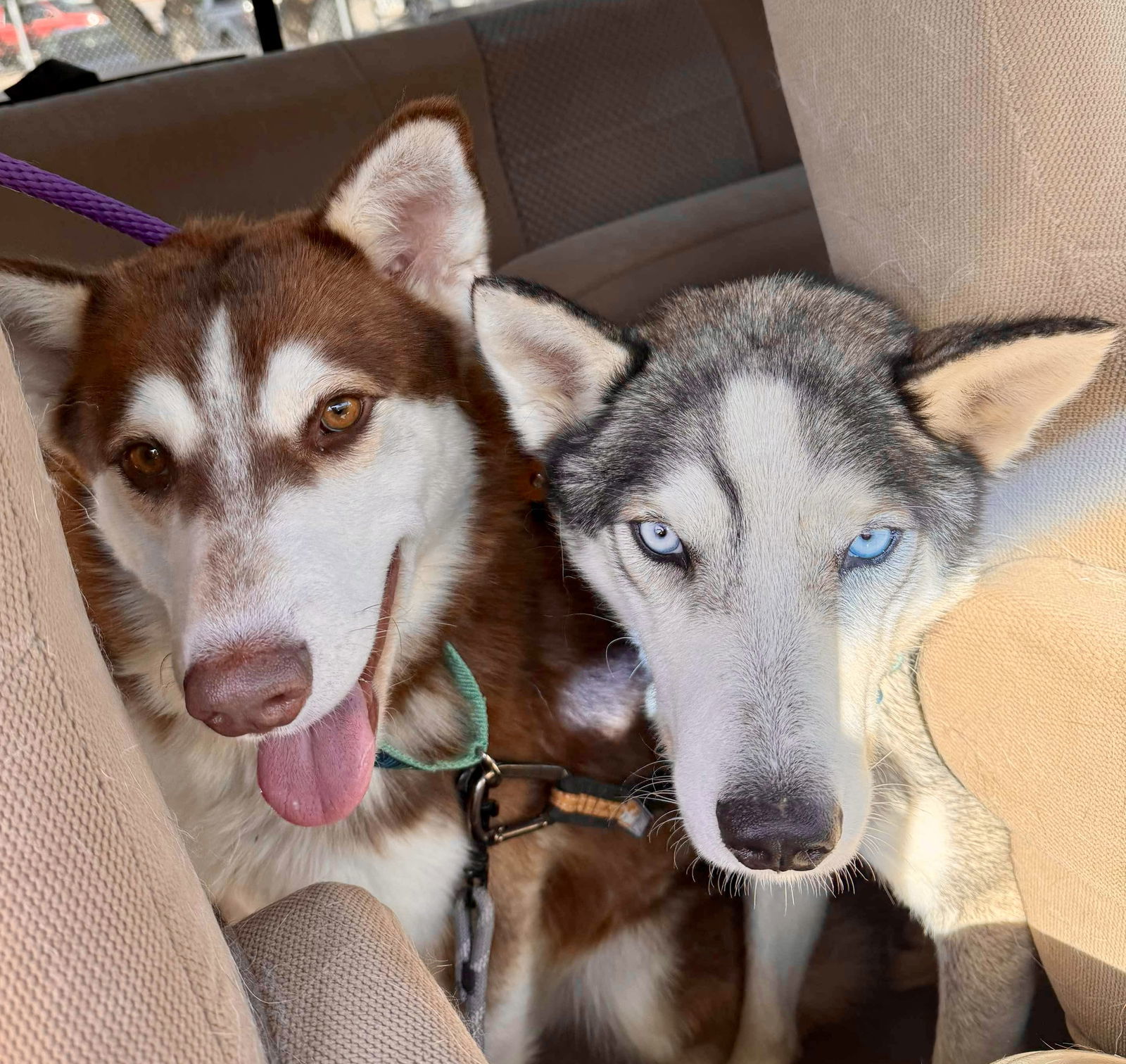 Oliver(Olly), an adoptable Siberian Husky in Cedar Crest, NM, 87008 | Photo Image 2
