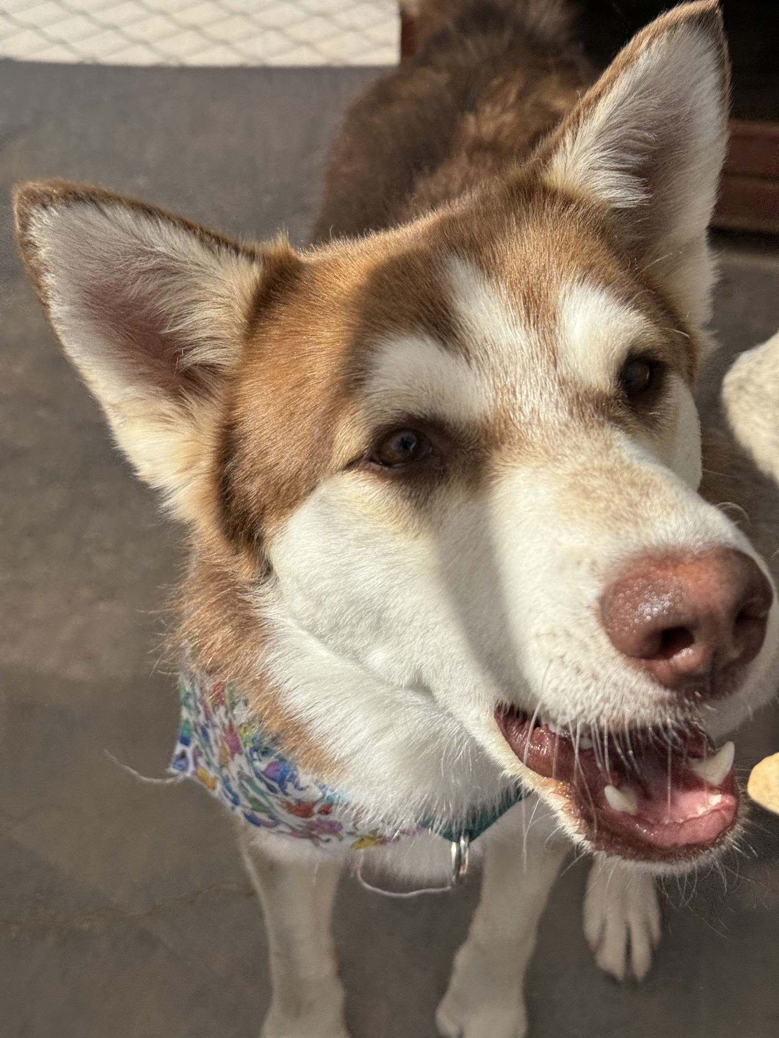 Oliver(Olly), an adoptable Siberian Husky in Cedar Crest, NM, 87008 | Photo Image 2