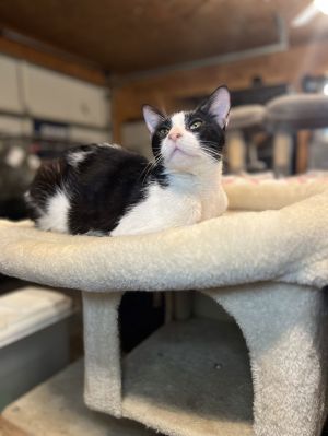 Nathaniel, Adult Male Domestic Short Hair