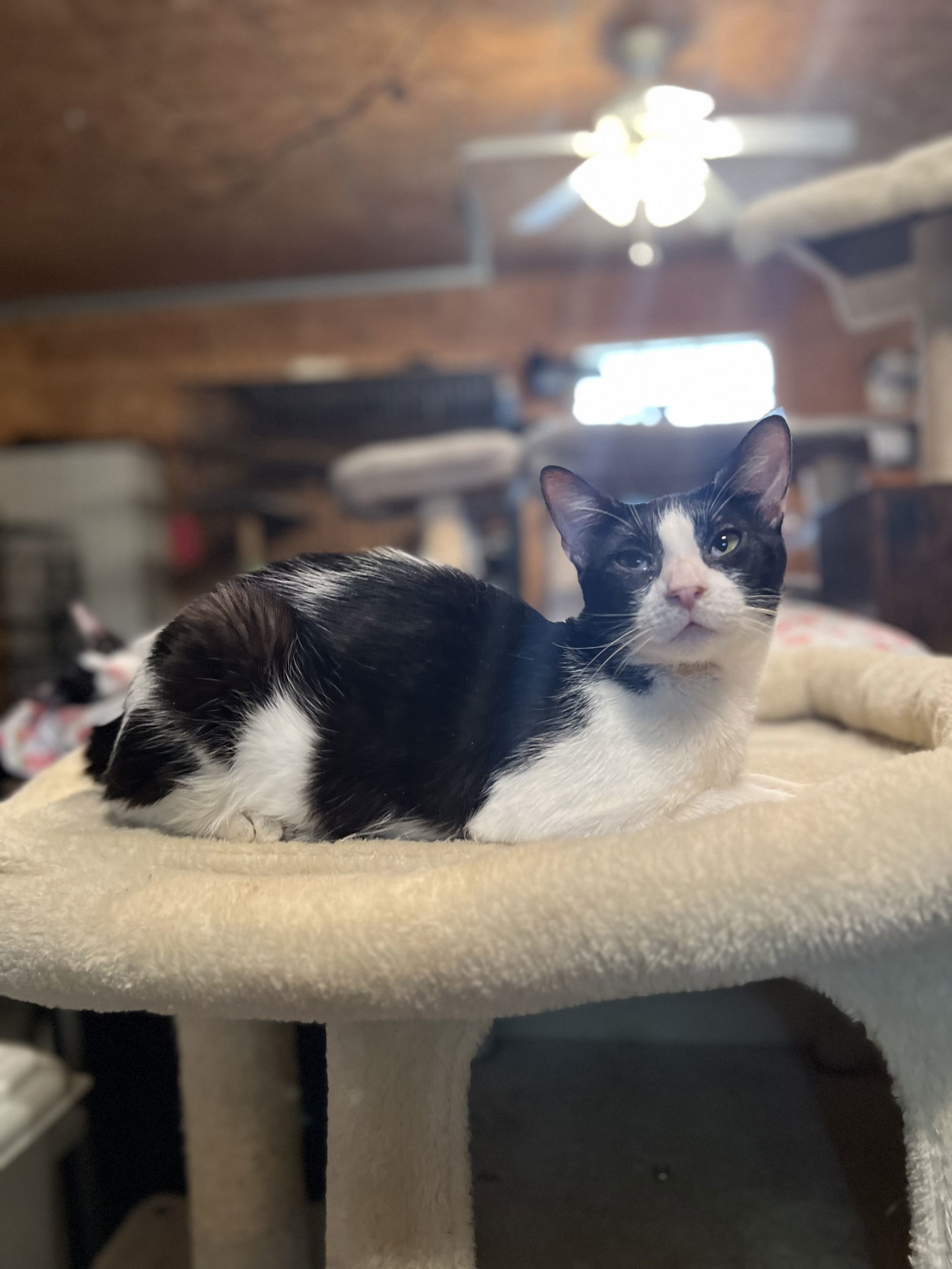 Nathaniel, an adoptable Domestic Short Hair in Hammond, LA, 70403 | Photo Image 2