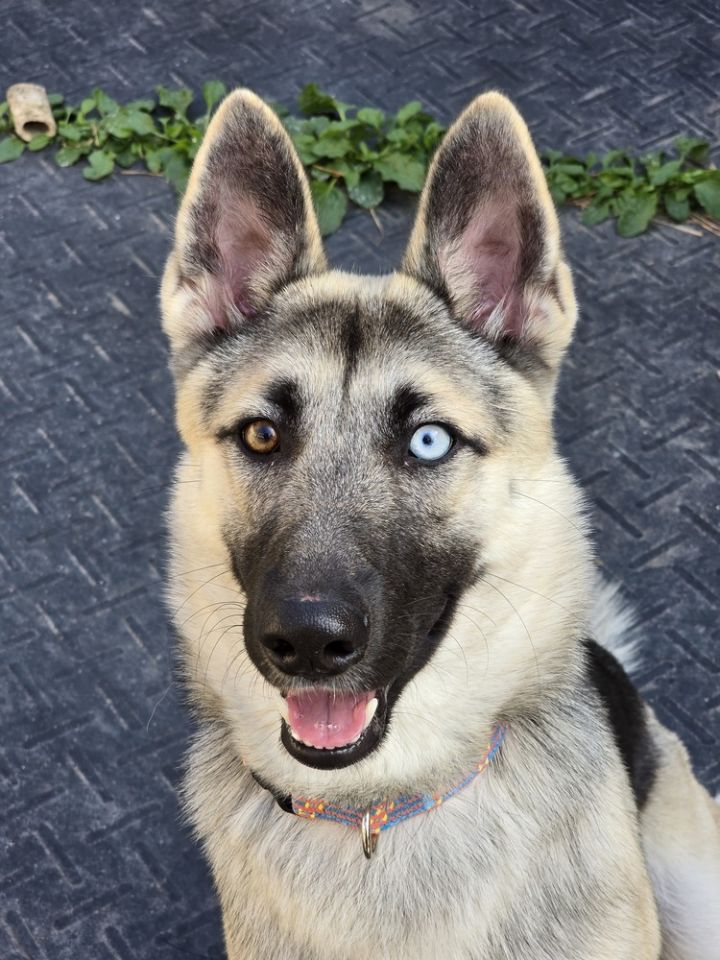 Lilac German Shepherd x 1