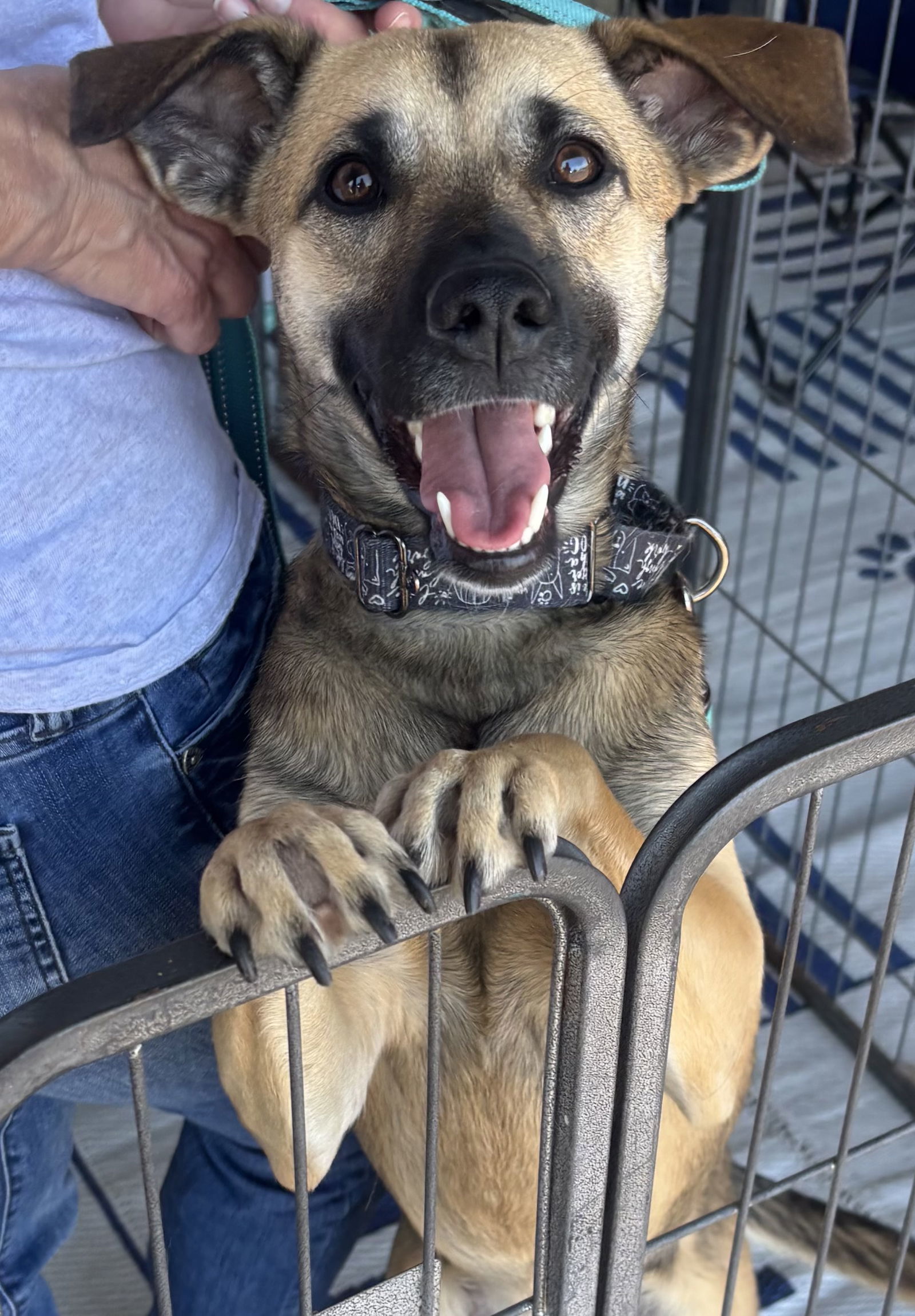 Hannah the Teacup Malinois