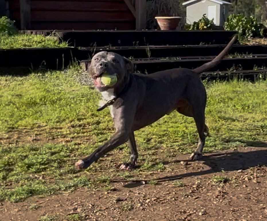 Pikachu (Courtesy Post)