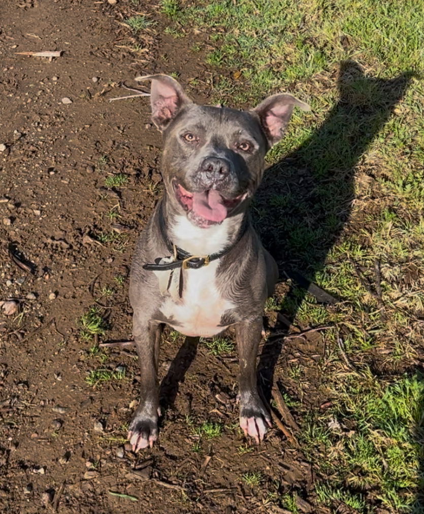 Pikachu (Courtesy Post)