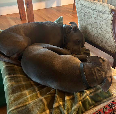 Pikachu (Courtesy Post)