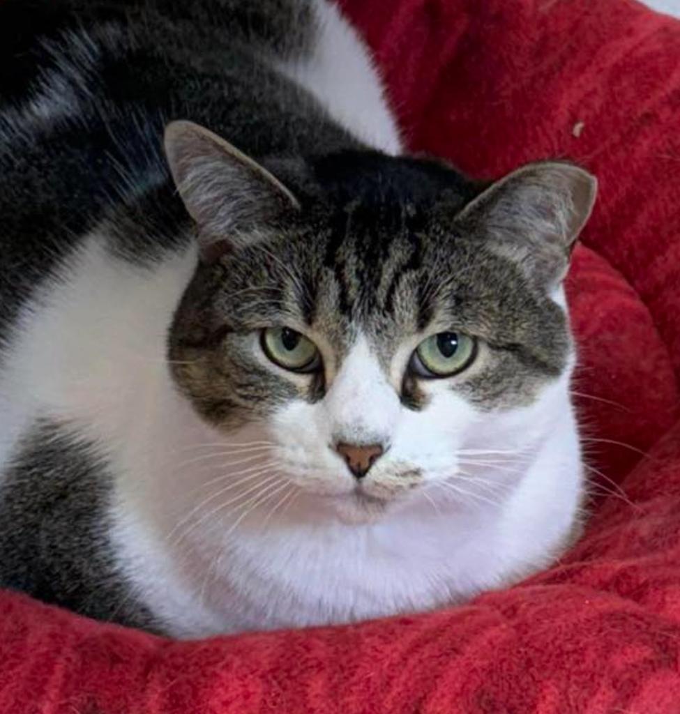 Alice, an adoptable Domestic Short Hair in Ontario, OR, 97914 | Photo Image 1