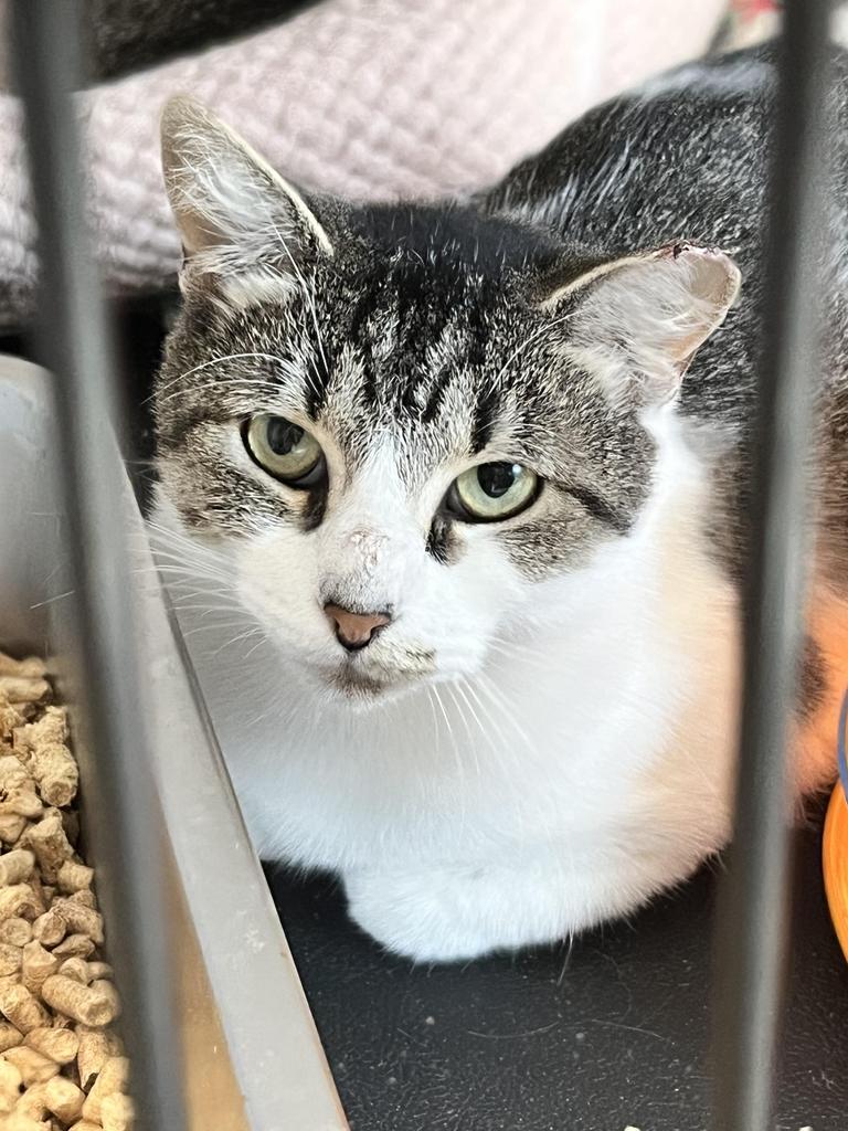 Alice, an adoptable Domestic Short Hair in Ontario, OR, 97914 | Photo Image 2