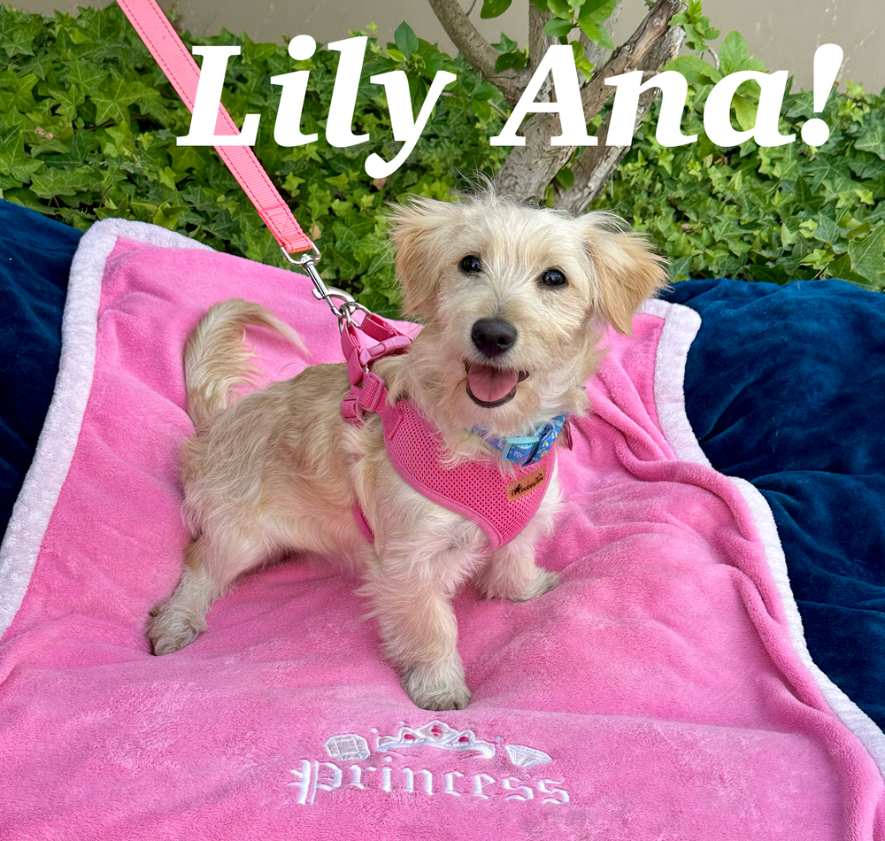 Dog for adoption Lily Ana, a Terrier Mix in Mission Viejo, CA Petfinder