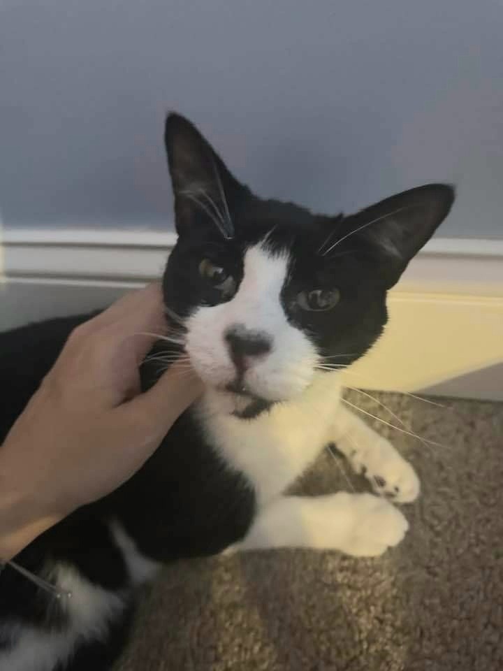 GiGi, an adoptable Domestic Short Hair in Darien, GA, 31305 | Photo Image 1