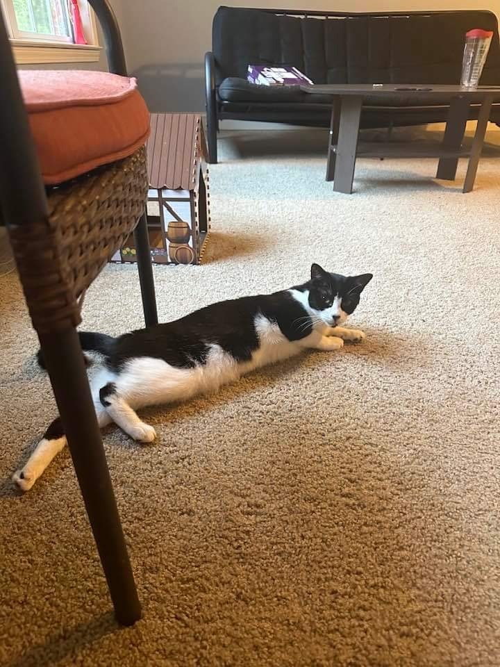 GiGi, an adoptable Domestic Short Hair in Darien, GA, 31305 | Photo Image 2