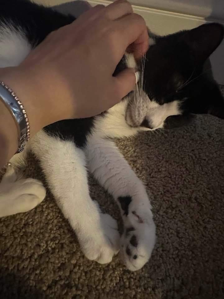 GiGi, an adoptable Domestic Short Hair in Darien, GA, 31305 | Photo Image 3