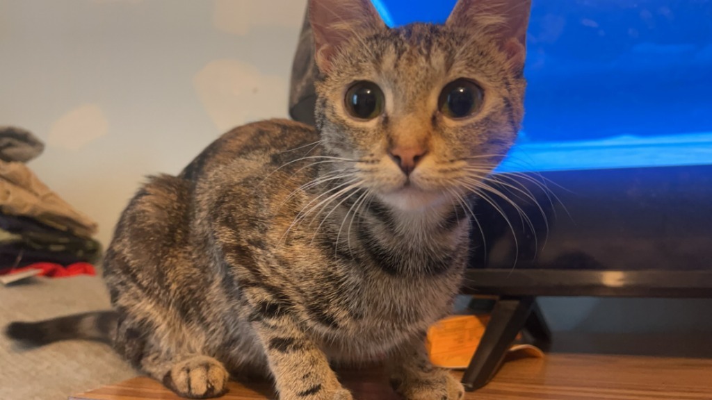 Stella, an adoptable Domestic Short Hair in Darien, GA, 31305 | Photo Image 1