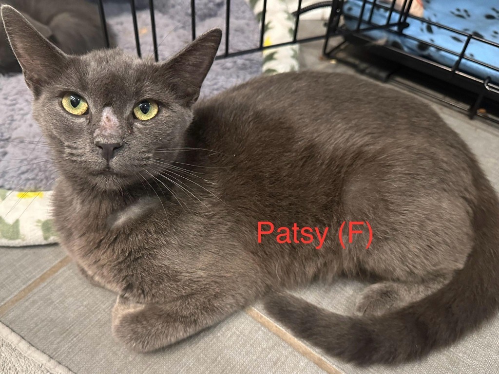 Patsy B