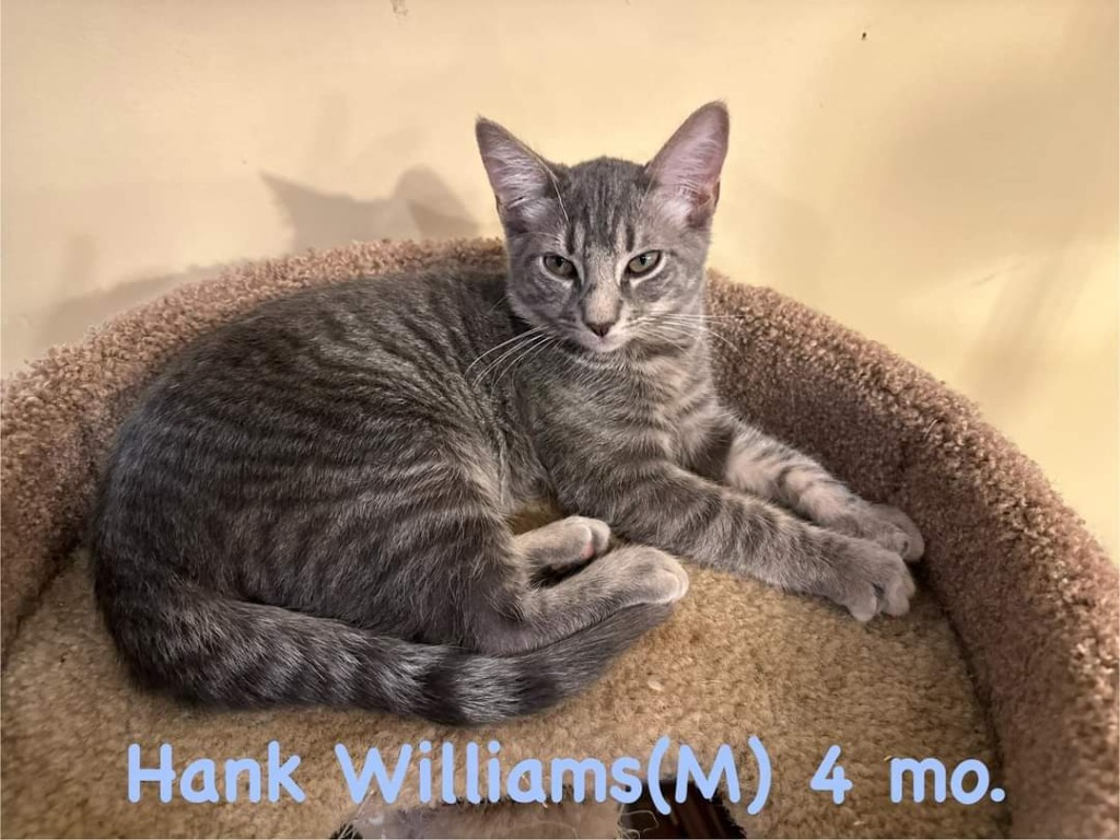 Hank