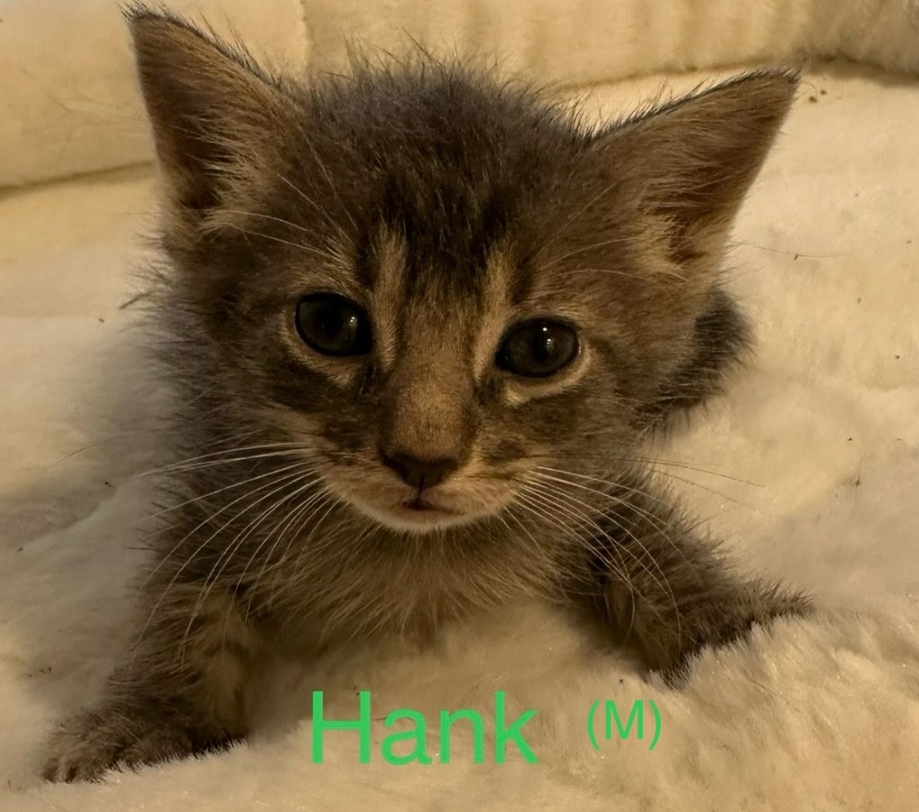 Hank