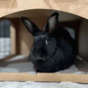 These two are fun pair with lots of personality They are very curious and love knowing what you are