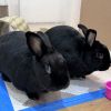 Betty and Barnaby photo 2