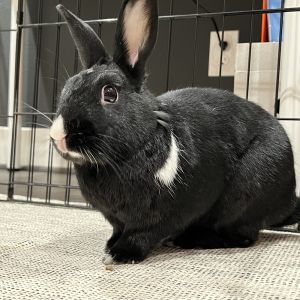 These two are fun pair with lots of personality They are very curious and love knowing what you are