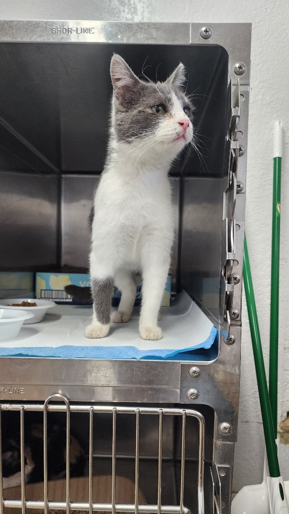 Milo, an adoptable Domestic Short Hair in Brownwood, TX, 76801 | Photo Image 1