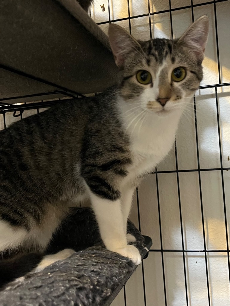 Della, an adoptable Domestic Short Hair in Thompson Falls, MT, 59873 | Photo Image 1