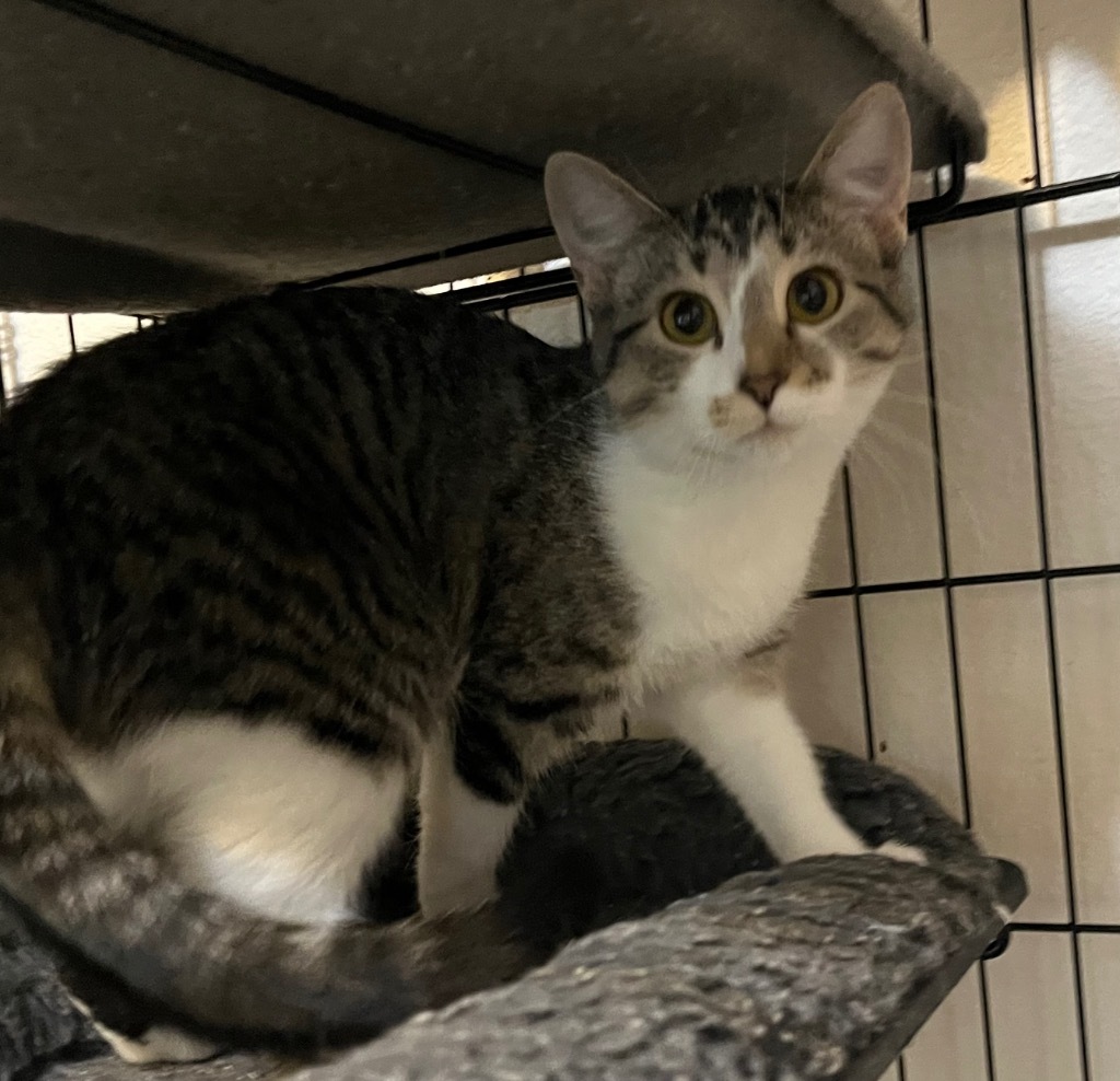 Della, an adoptable Domestic Short Hair in Thompson Falls, MT, 59873 | Photo Image 3