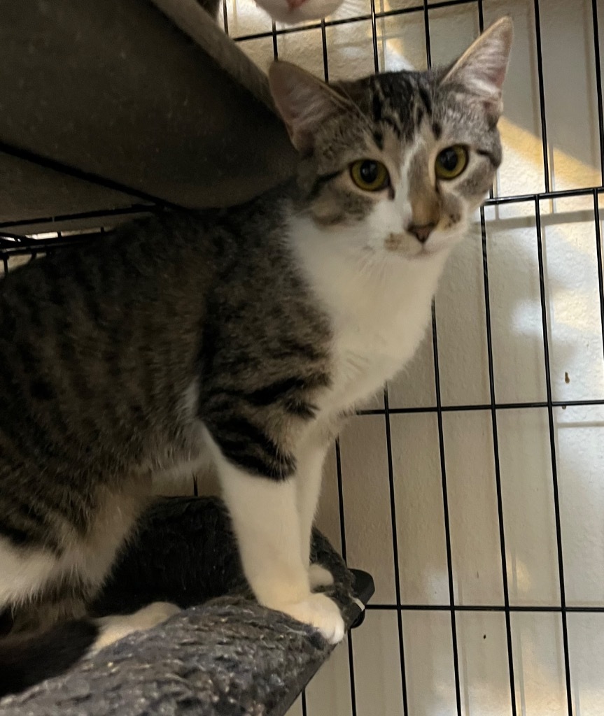 Della, an adoptable Domestic Short Hair in Thompson Falls, MT, 59873 | Photo Image 5