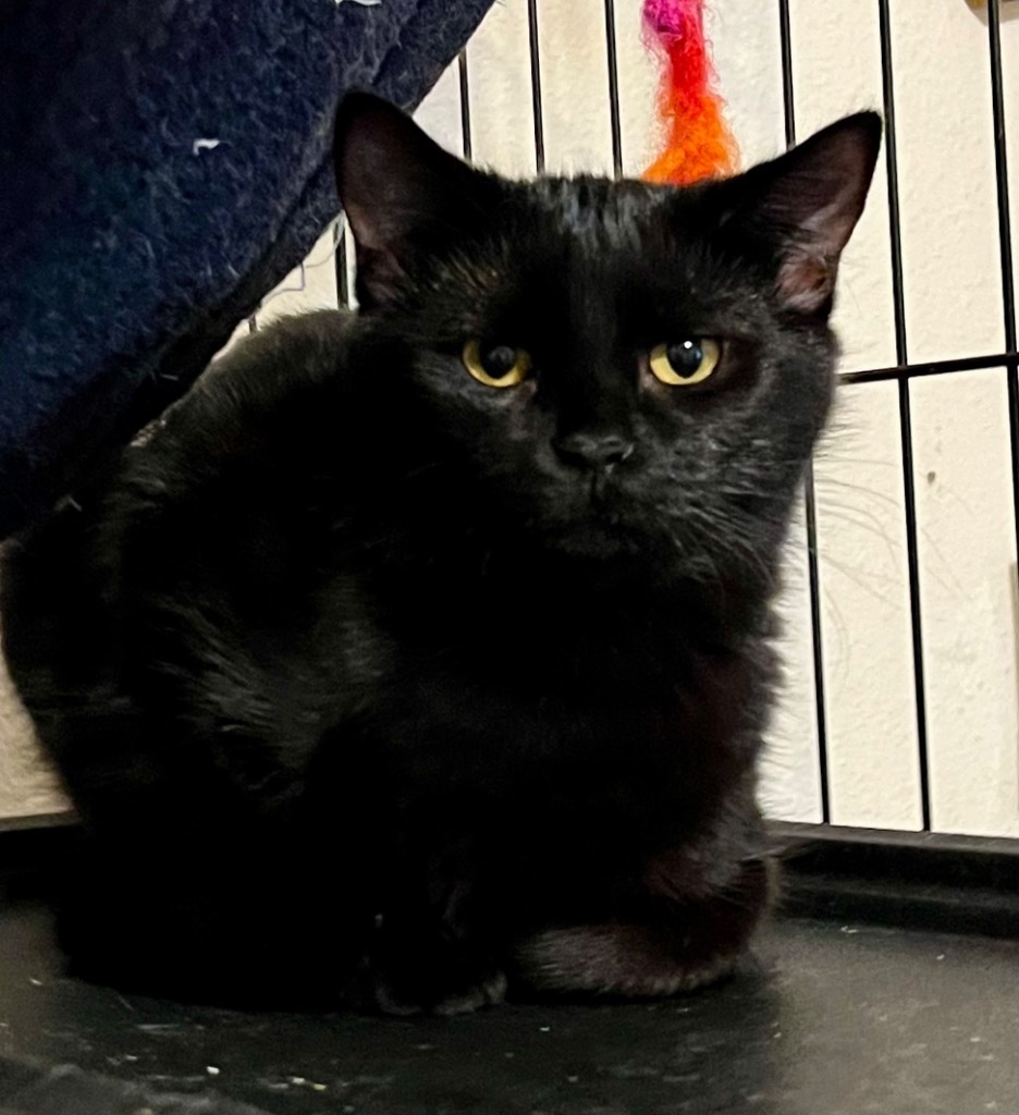 Darice, an adoptable Domestic Short Hair in Thompson Falls, MT, 59873 | Photo Image 1