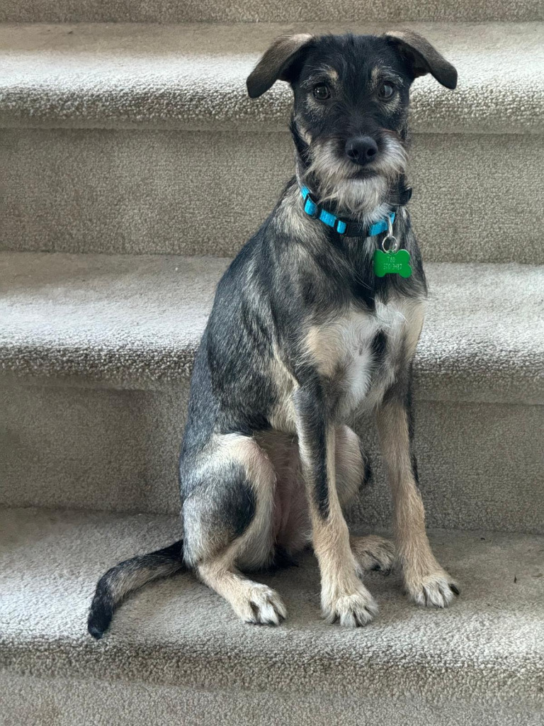 Margarita (Lucy), an adoptable Shepherd, Terrier in Calgary, AB, T3S 0C5 | Photo Image 1