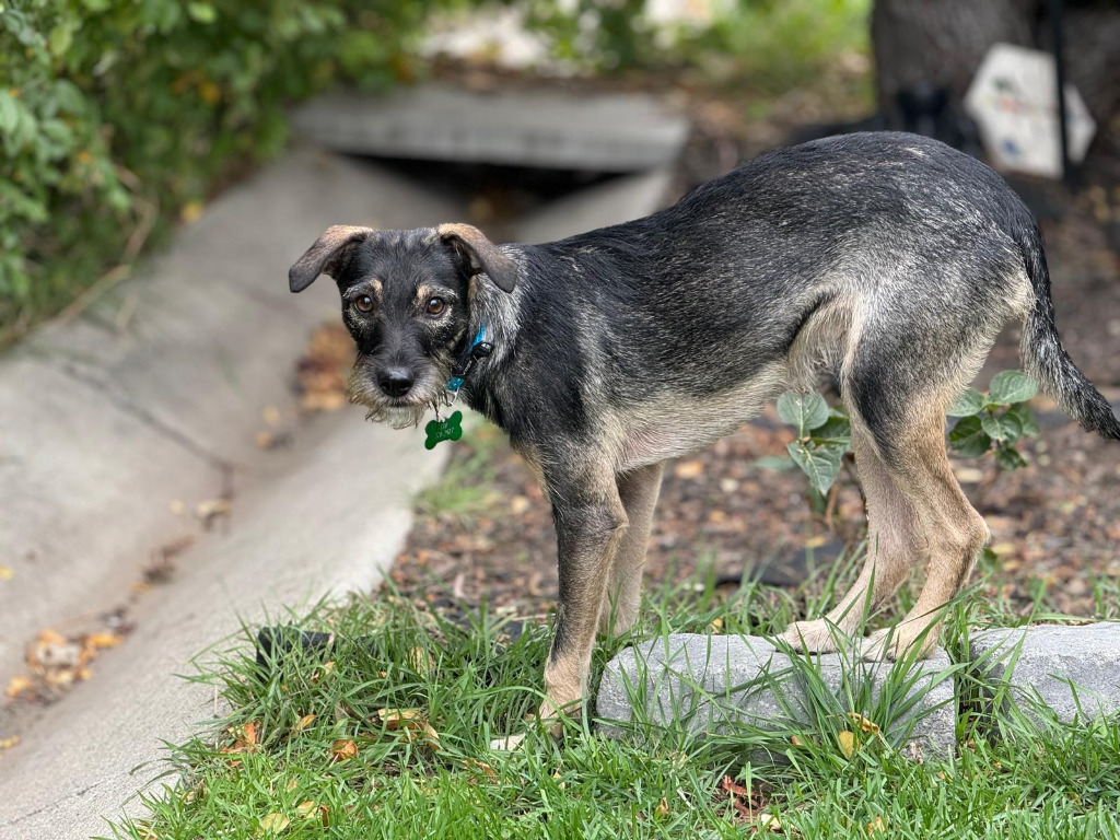 Margarita (Lucy), an adoptable Shepherd, Terrier in Calgary, AB, T3S 0C5 | Photo Image 6