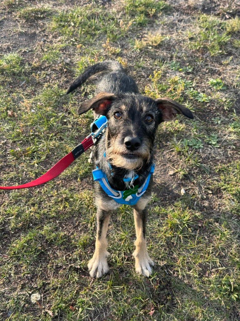 Margarita (Lucy), an adoptable Shepherd, Terrier in Calgary, AB, T3S 0C5 | Photo Image 7