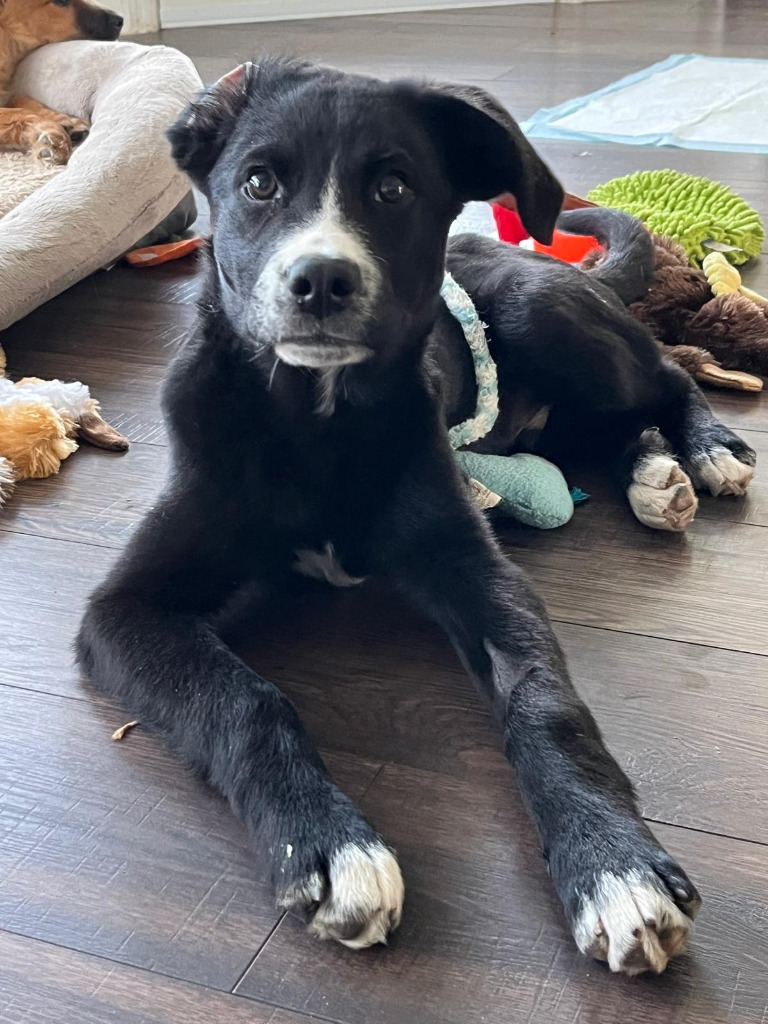 Smokey, an adoptable Retriever, Shepherd in Calgary, AB, T3S 0C5 | Photo Image 1