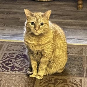 Melon, Senior Female Domestic Short Hair