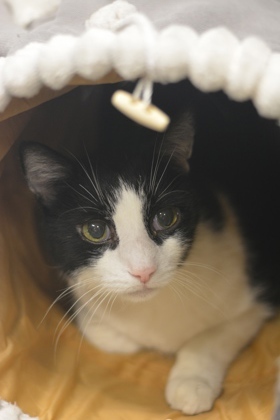 JoJo, Senior Male Domestic Short Hair
