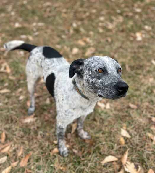 Otis