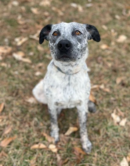 Otis