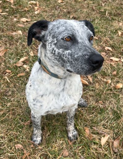 Otis
