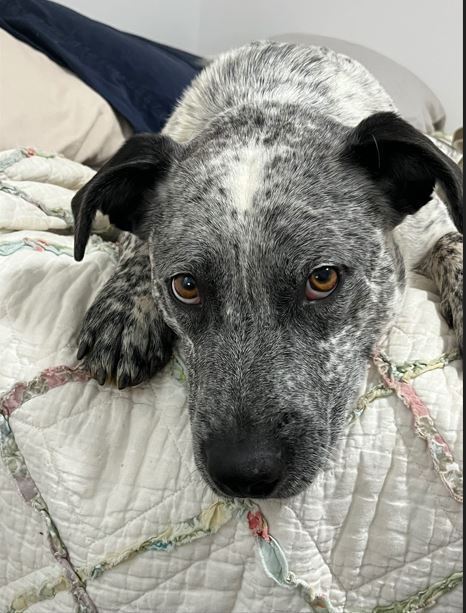 Otis
