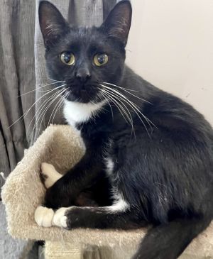 Black Widow, Young Female Extra-Toes Cat / Hemingway Polydactyl
