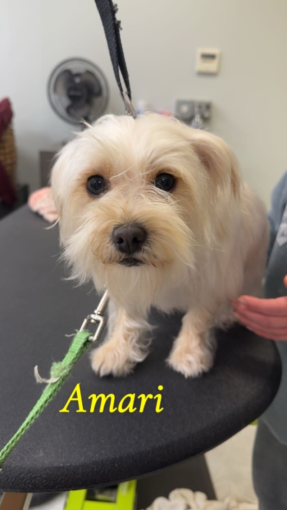 Amari, an adoptable Havanese, Terrier in Pomona, NY, 10970 | Photo Image 1