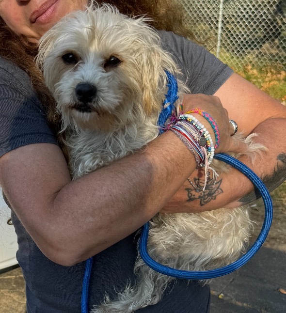 Amari, an adoptable Havanese, Terrier in Pomona, NY, 10970 | Photo Image 2